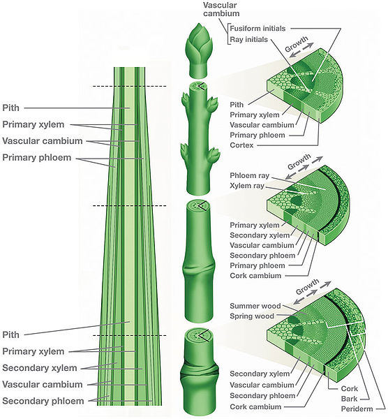 1-plant-morphology-youtube